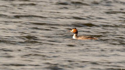 great crested grebe Floating on Water