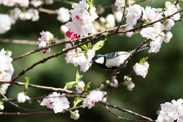 Oriental tit perches on a twig of the blossoming peach tree.