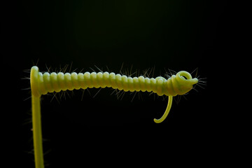 Plant Part from Borneo Forest