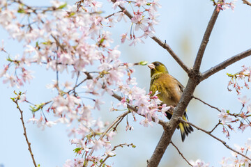 Oriental greenfinch perches on a twig of the blossoming sakura tree.