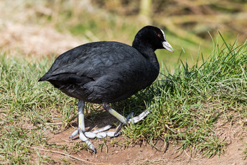 Coot Feeding on Grass
