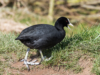Coot Feeding on Grass