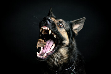 Schäferhund