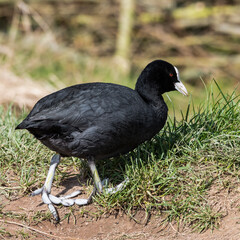 Coot Feeding on Grass