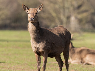 Naklejka na ściany i meble Young Red Deer Standing in a Field