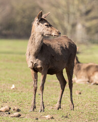 Young Red Deer Standing in a Field