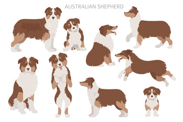 Australian shepherd dogs set. Color varieties, different poses. Dogs infographic collection