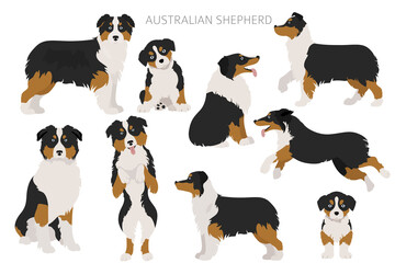 Australian shepherd dogs set. Color varieties, different poses. Dogs infographic collection