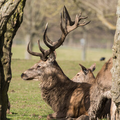 Red Stag Deer Resting near a Tree