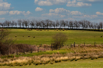 Tree lined field.