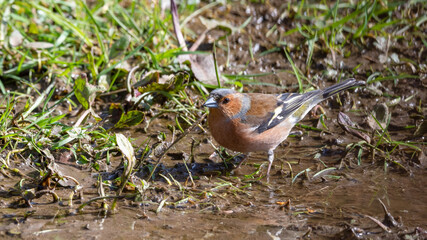 Male Chaffinch Standing in Mud