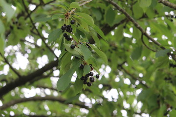 Beeren