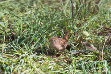 Wren Standing in Grass Searching for Food