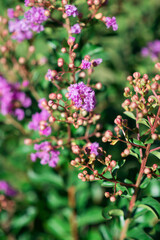 pink flowers in the garden