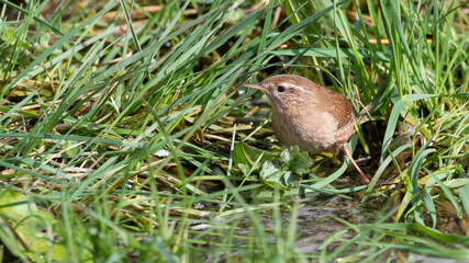 Wren Standing in Grass Searching for Food