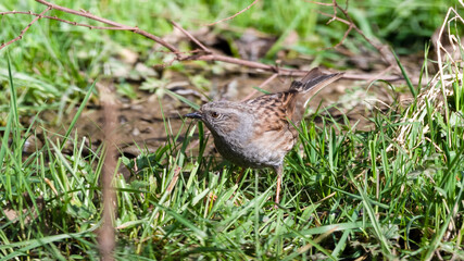 Dunnock Standing on Grass Searching for Food