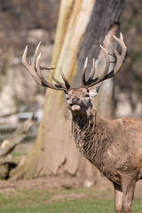 Red Stag Deer Feeding on Root Vegetables