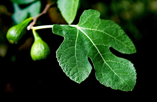 fig tree black background   