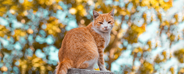 Red red orange fluffy kitten staring at the camera on blurred green background