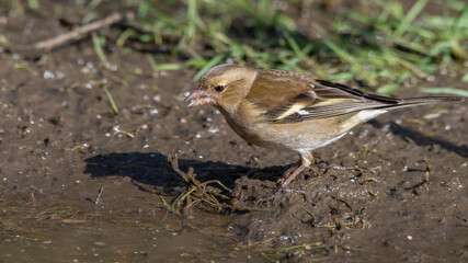 Female Chaffinch Standing in Mud