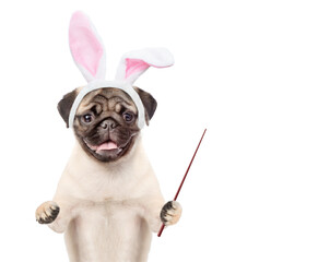 Pug puppy wearing easter rabbits ears points away on empty space. Isolated on white background