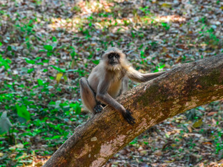 Indian Black Faced Long Tailed Gray Langur Monkey sitting on the Tree