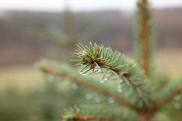 German forest details 