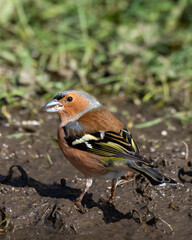 Male Chaffinch Standing in Mud with a Seed in its Beak