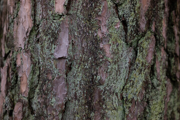 German forest details 