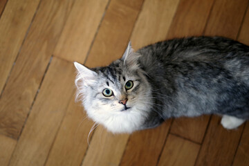 Chat sibérien