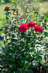 red rose in the garden
