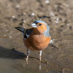 Male Chaffinch Standing in Mud