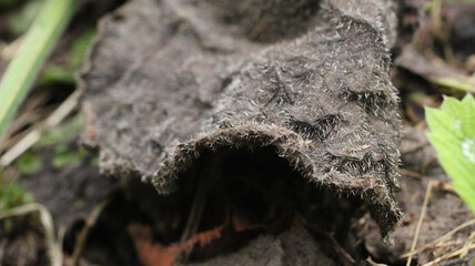 natural dried leaf macro photo