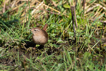 Wren Standing in Grass Searching for Food