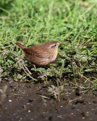 Wren Standing in Grass Searching for Food