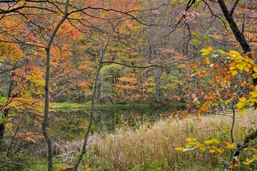 蔦沼遊歩道から見た紅葉に囲まれた沼の情景＠青森
