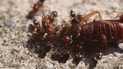 natural solenopsis ant macro photo
