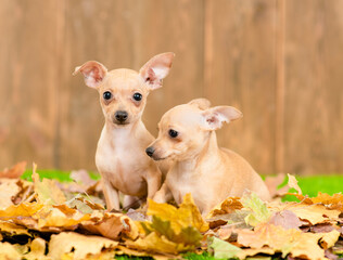 Two Toy terrier puppies sit on autumn leaf