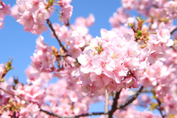 Obraz premium さくら 桜 サクラ 淡い ピンク 満開 春 花びら 花見 穏やか 青空 かわいい 卒業 新生活