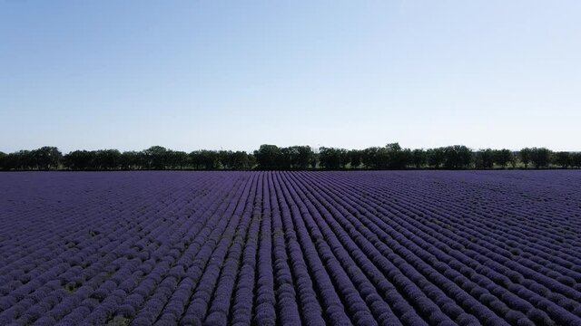 A lavender field filmed with a slow-moving drone in the back, up. Wonderful, flowering lavender chain. Concept of agriculture and beauty of agriculture