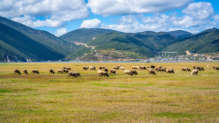 Napa Hai lake grasslands view a 3270m high nature reserve with a sheep flock on sunny day Shangri-La Yunnan China