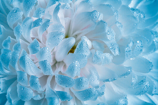 Background. Texture. Blue chrysanthemum petals with dew drops. Macro photography.