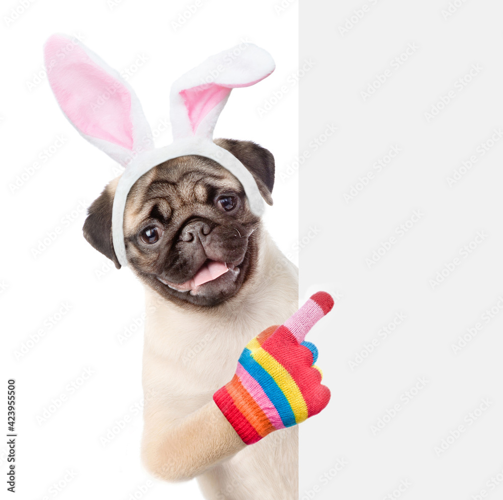 Poster pug puppy wearing easter rabbits ears points on empty white banner. isolated on white background