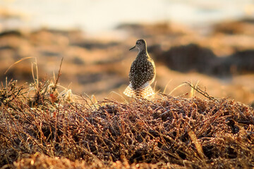 Wood sandpiper (Tringa glareola). Wild bird in the tundra at the end of May. Spring in the Far North in the Arctic. Golden morning light. Wildlife of Chukotka and Siberia. Far East of Russia.