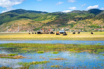 Napa Hai lake grasslands view a 3270m high nature reserve with cattle on sunny day Shangri-La Yunnan China