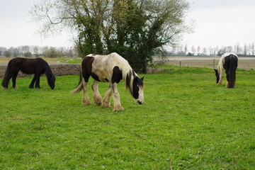 Obraz premium Chevaux de race Irish Cob dans un pré breton