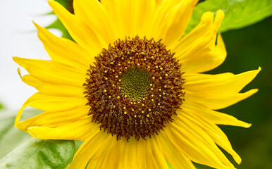 Close up of beautiful sunflower flower in the garden. Sunflower natural background, Sunflower blooming.