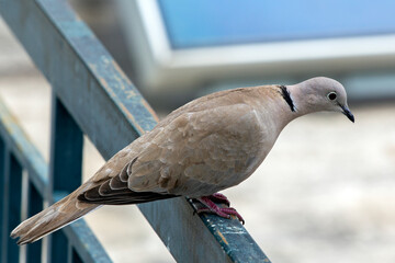 pigeon on a fence