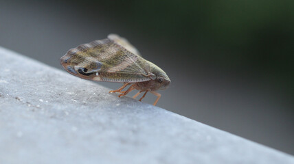 natural ricania insect macro photo