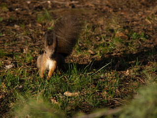 brown squirrel, in its natural environment, with a green background in the forest.